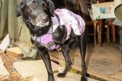 camp-beagle-dogs-02-may-2025-min camp-beagle-dogs-02-may-2025-min