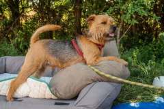 camp-beagle-dogs-03-may-2025-min camp-beagle-dogs-03-may-2025-min