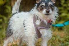 camp-beagle-dogs-04-may-2025-min camp-beagle-dogs-04-may-2025-min