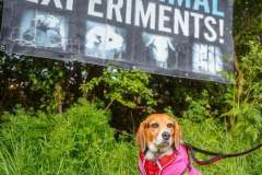 camp-beagle-dogs-06-may-2025-min camp-beagle-dogs-06-may-2025-min