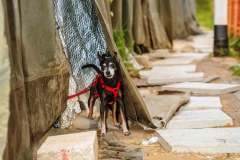 camp-beagle-dogs-08-may-2025-min camp-beagle-dogs-08-may-2025-min