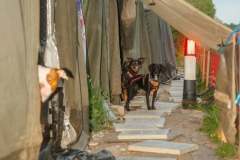 camp-beagle-dogs-09-may-2025-min camp-beagle-dogs-09-may-2025-min