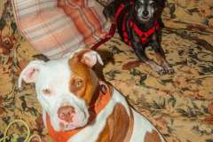 camp-beagle-dogs-10-may-2025-min camp-beagle-dogs-10-may-2025-min