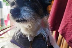 loyal-paws-club-02-700x800-aug-2025