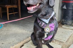 loyal-paws-club-03-aug-2025