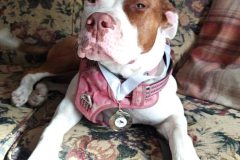 loyal-paws-club-04-aug-2025