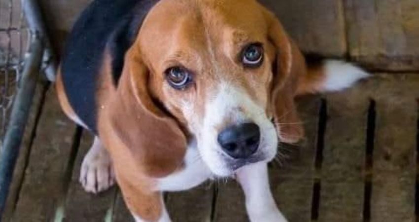 death rowmin Camp Beagle