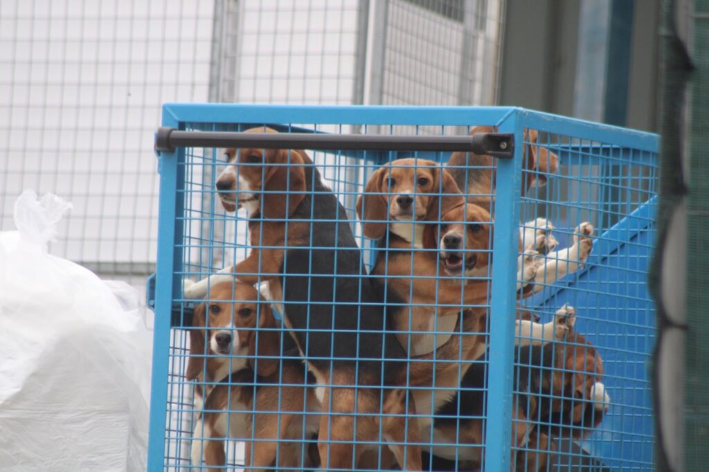 puppiesincrate Camp Beagle