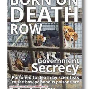 productimagebornondeathrow1png Camp Beagle