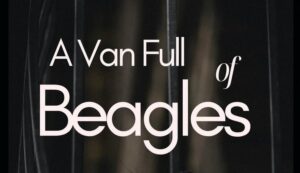 A Van Full of Beagles