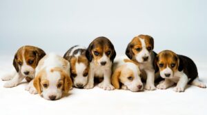 Beagle Puppies