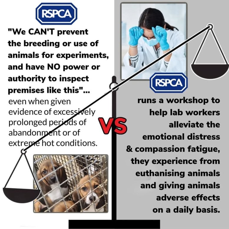 RSPCA Banner