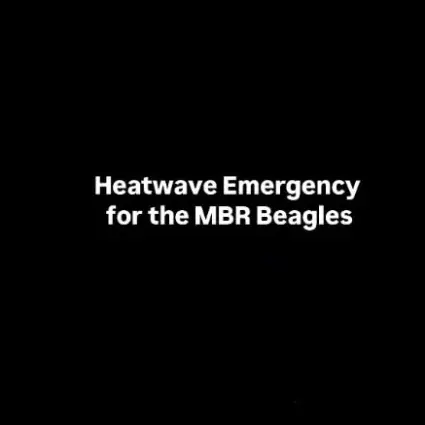 Heatwave Emergency for the MBR Beagles