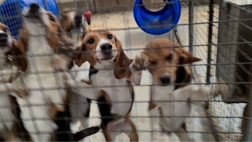 Dogs in cage