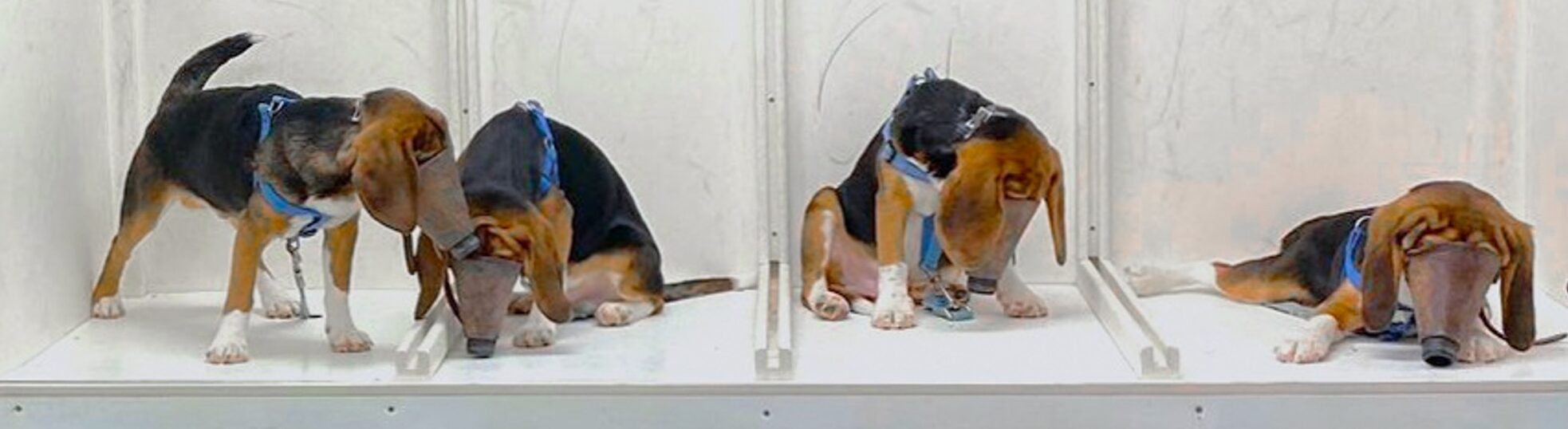 Dogs being trained to wear masks