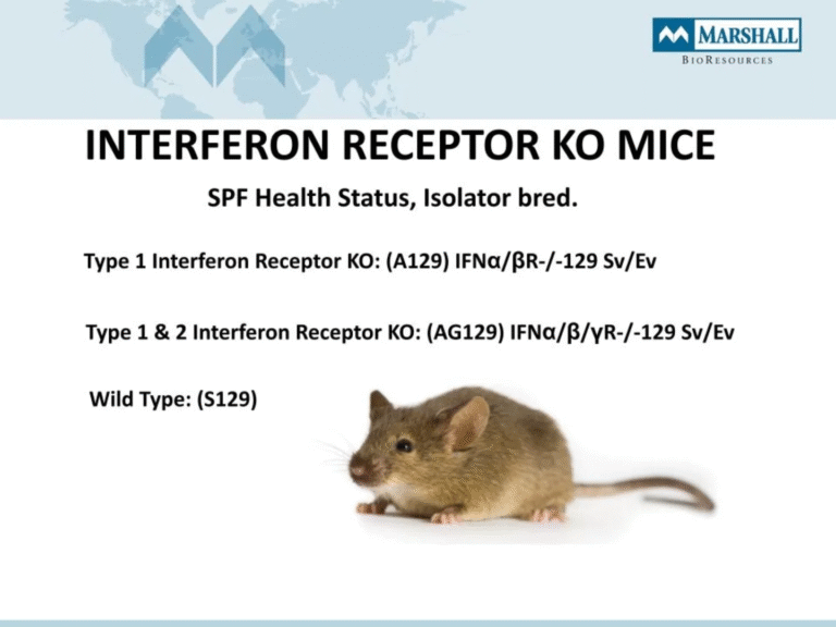 More Leaked Documents 12