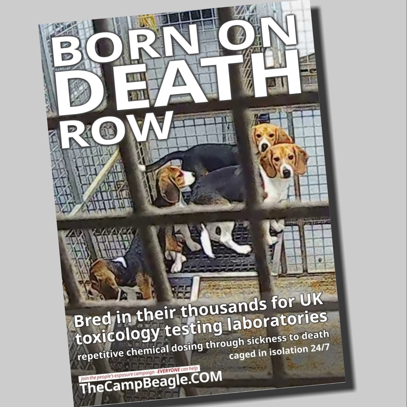 BODR - Stickers - 30 Pack